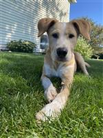 Brody
